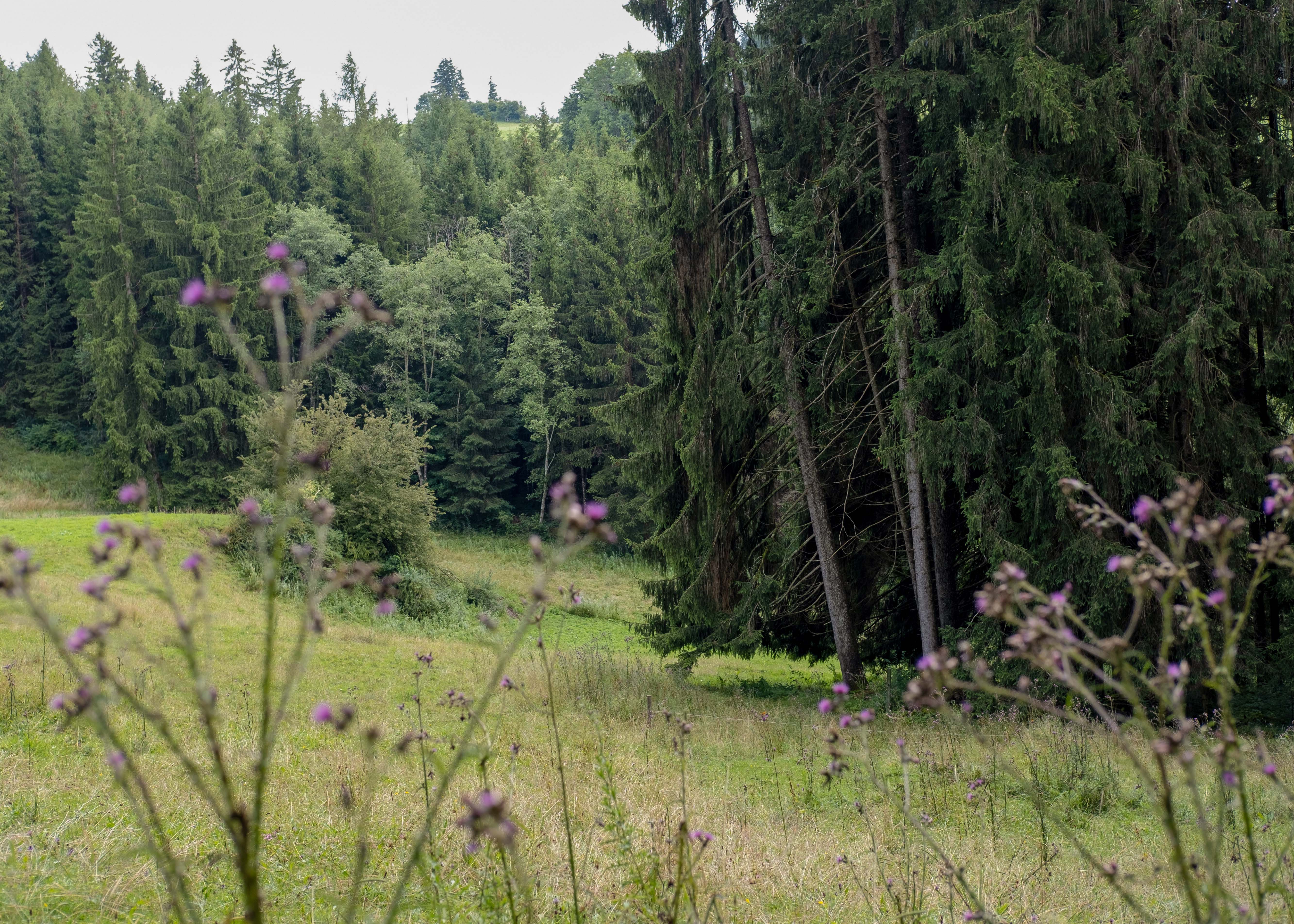 Allgäu 3